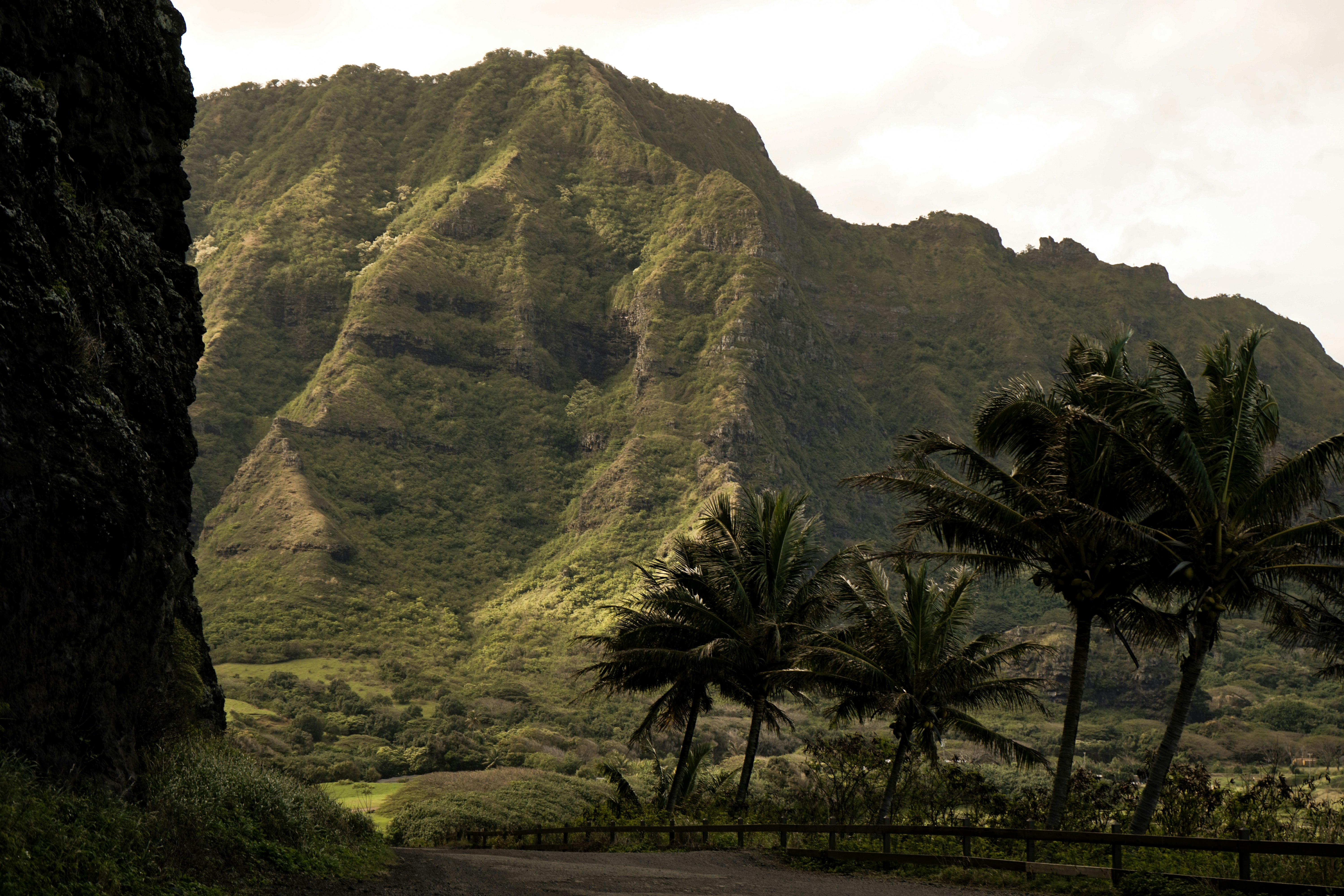 trees overlooking mountain